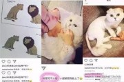 娱乐吃瓜酱虐猫博主小说,吃瓜酱小说揭秘